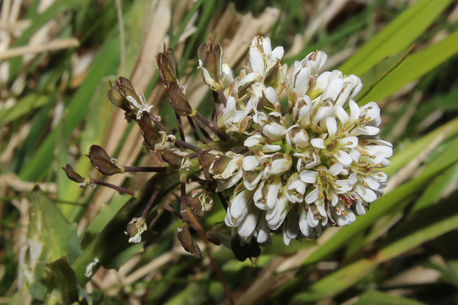 Noccaea caerulescens  / Erba storna cerulea